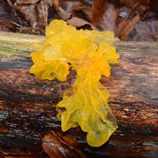 Attēlu rezultāti vaicājumam “Tremella mesenterica”