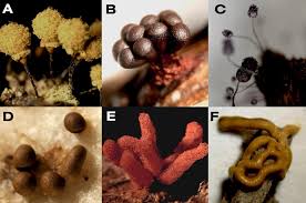 Attēlu rezultāti vaicājumam “Diderma chondrioderma spores”