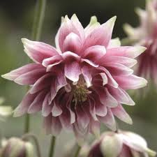 Image result for Aquilegia vulgaris `Nora Barlow`