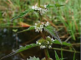 Attēlu rezultāti vaicājumam “Lycopus europaeus flower”