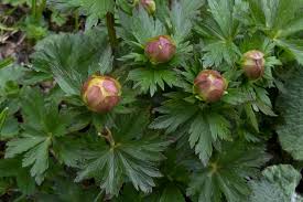 Attēlu rezultāti vaicājumam “Trollius europaeus leaf”
