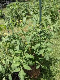 Afbeeldingsresultaat voor stump of the world tomato