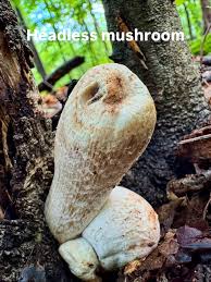 Attēlu rezultāti vaicājumam “Hemitrichia decipiens stalked”