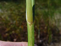 Attēlu rezultāti vaicājumam “Bolboschoenus maritimus flower”