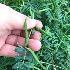 Attēlu rezultāti vaicājumam “Vicia cracca bud”