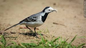 Image result for Motacilla alba
