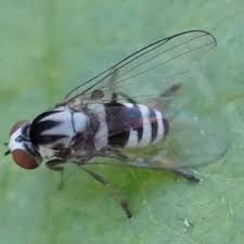 Attēlu rezultāti vaicājumam “Platypezidae”