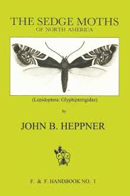 Attēlu rezultāti vaicājumam “Glyphipterigidae”