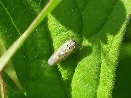 Attēlu rezultāti vaicājumam “Macrosteles sp.”