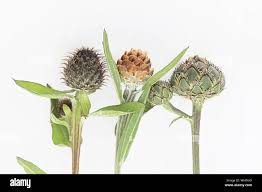 Attēlu rezultāti vaicājumam “Centaurea phrygia bud”