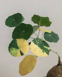 Attēlu rezultāti vaicājumam “Trichia erecta stalked”