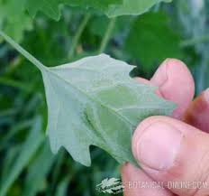 Attēlu rezultāti vaicājumam “Chenopodium acerifolium leaf”