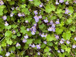 Attēlu rezultāti vaicājumam “Cymbalaria muralis leaf”