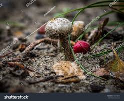 Attēlu rezultāti vaicājumam “Tulostoma fimbriatum”