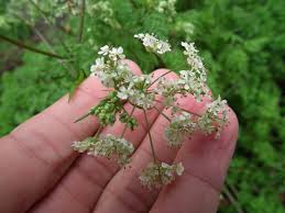 Attēlu rezultāti vaicājumam “Umbelliferae”