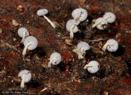 Attēlu rezultāti vaicājumam “Physarum obscurum young”