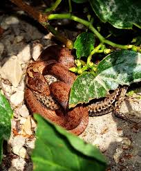 Attēlu rezultāti vaicājumam “Coronella austriaca adult”