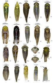 Attēlu rezultāti vaicājumam “Cicadella viridis”