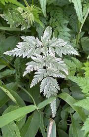 Attēlu rezultāti vaicājumam “Torilis japonica leaf”
