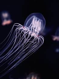 Attēlu rezultāti vaicājumam “Polypogon tentacularius male”