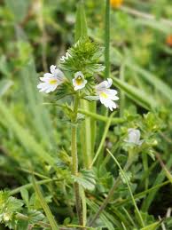 Image result for Euphrasia stricta