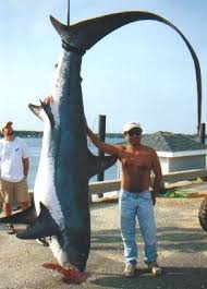 Image result for Alopias vulpinus