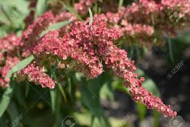 Attēlu rezultāti vaicājumam “Rumex aquaticus”