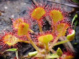 Attēlu rezultāti vaicājumam “Drosera rotundifolia flower”