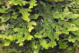 Attēlu rezultāti vaicājumam “Barbilophozia kunzeana”