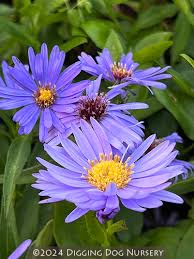 Image result for Aster novi-belgii