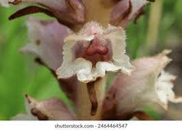 Attēlu rezultāti vaicājumam “Orobanche coerulescens flower”