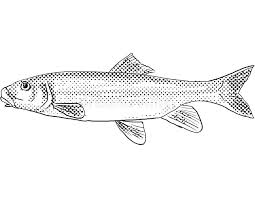 Image result for Catostomus commersonii