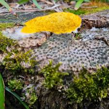 Attēlu rezultāti vaicājumam “Fuligo septica var. rosea”