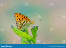 Attēlu rezultāti vaicājumam “Argynnis laodice underside”