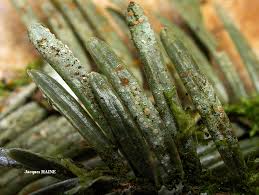 Attēlu rezultāti vaicājumam “Fellhanera subtilis”