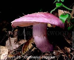 Attēlu rezultāti vaicājumam “Cortinarius traganus”