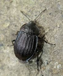 Attēlu rezultāti vaicājumam “Phosphuga atrata”