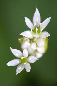 Attēlu rezultāti vaicājumam “Allium ursinum flower”