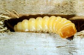 Attēlu rezultāti vaicājumam “Saperda carcharias”