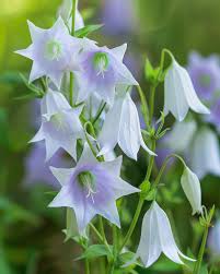Attēlu rezultāti vaicājumam “Campanula patula fruit”