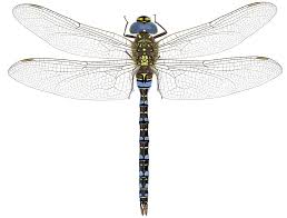 Attēlu rezultāti vaicājumam “Aeshna mixta male”