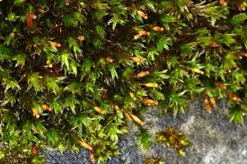 Attēlu rezultāti vaicājumam “Orthotrichum anomalum”