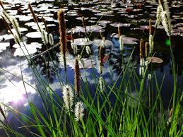 Attēlu rezultāti vaicājumam “Carex elata flower”