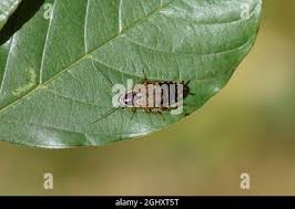 Attēlu rezultāti vaicājumam “Ectobius sylvestris female”