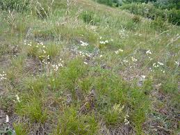 Attēlu rezultāti vaicājumam “Arenaria procera”