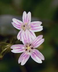 Attēlu rezultāti vaicājumam “Claytonia sibirica flower”
