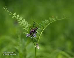 Attēlu rezultāti vaicājumam “Vicia sepium leaf”