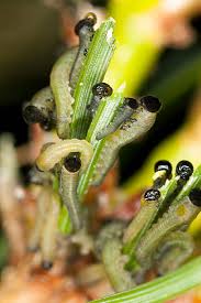 Attēlu rezultāti vaicājumam “Neodiprion sertifer larva”