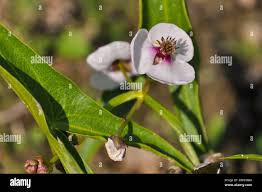 Attēlu rezultāti vaicājumam “Sagittaria sagittifolia flower”