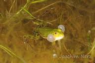 Attēlu rezultāti vaicājumam “Pelophylax juvenile”